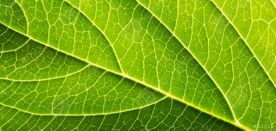 Close-Up of Leaf  : Stock Photo or Stock Video Download rcfotostock photos, images and assets rcfotostock | RC Photo Stock.: