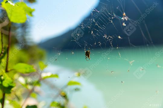 cobweb with spider Lake Louise Mountain in summer at banff canada  : Stock Photo or Stock Video Download rcfotostock photos, images and assets rcfotostock | RC-Photo-Stock.: