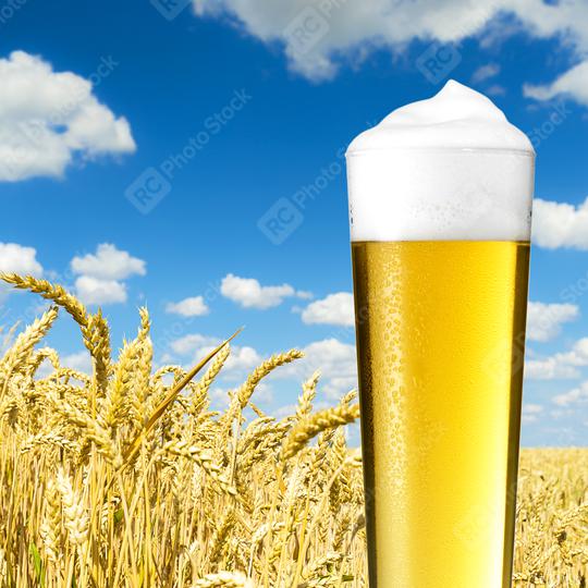 cold beer (pils) with dew on a cornfield  : Stock Photo or Stock Video Download rcfotostock photos, images and assets rcfotostock | RC Photo Stock.: