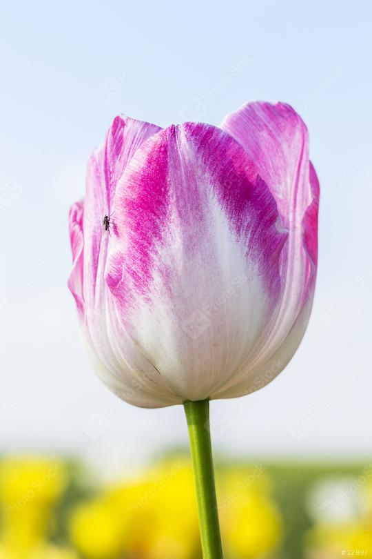 Colorful Tulip Bud in summer  : Stock Photo or Stock Video Download rcfotostock photos, images and assets rcfotostock | RC Photo Stock.: