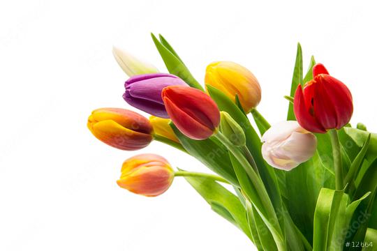 colorful tulip flowers bouquet  : Stock Photo or Stock Video Download rcfotostock photos, images and assets rcfotostock | RC Photo Stock.: