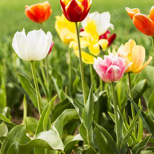 Colorful tulip flowers in a field  : Stock Photo or Stock Video Download rcfotostock photos, images and assets rcfotostock | RC Photo Stock.:
