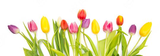 colorful tulip flowers in a row  : Stock Photo or Stock Video Download rcfotostock photos, images and assets rcfotostock | RC Photo Stock.: