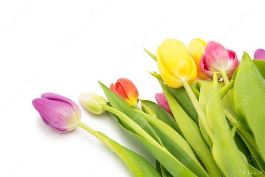 colorful tulips   : Stock Photo or Stock Video Download rcfotostock photos, images and assets rcfotostock | RC Photo Stock.: