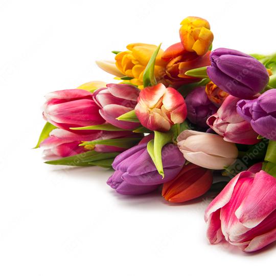 colorful tulips  : Stock Photo or Stock Video Download rcfotostock photos, images and assets rcfotostock | RC Photo Stock.: