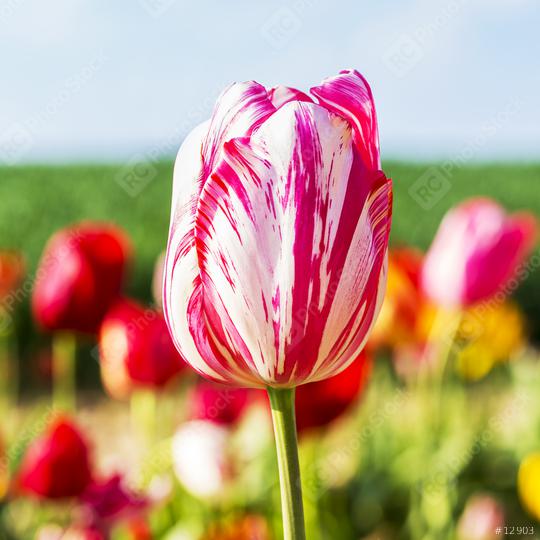 Colorful Tulips  : Stock Photo or Stock Video Download rcfotostock photos, images and assets rcfotostock | RC Photo Stock.: