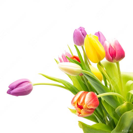 colorful tulips flowers  : Stock Photo or Stock Video Download rcfotostock photos, images and assets rcfotostock | RC Photo Stock.: