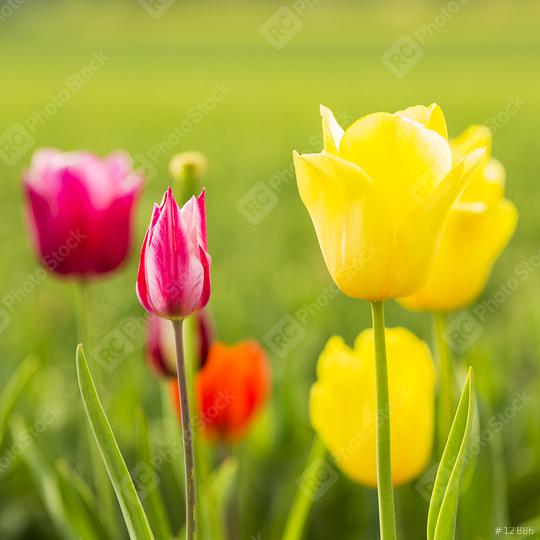 Colorful tulips in a field  : Stock Photo or Stock Video Download rcfotostock photos, images and assets rcfotostock | RC Photo Stock.: