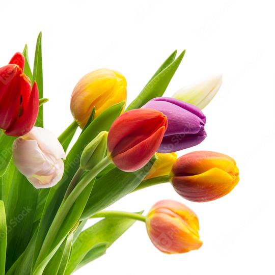 colorful tulips on white  : Stock Photo or Stock Video Download rcfotostock photos, images and assets rcfotostock | RC Photo Stock.: