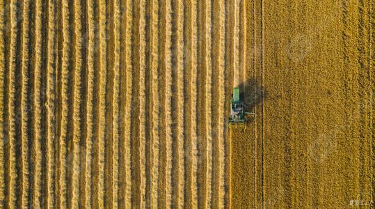 Combine harvester of an agricultural machine collects ripe golden wheat on the field. Drone Shot. copyspace for your individual text  : Stock Photo or Stock Video Download rcfotostock photos, images and assets rcfotostock | RC Photo Stock.: