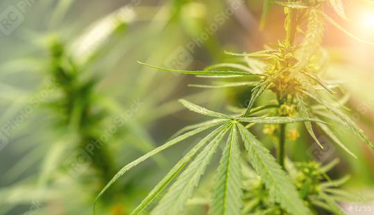 Concept breeding of marijuana, cannabis, legalization, herbal alternative medicine, CBD oil. Cannabis plant grown commercially for hemp production, banner sitze, copyspace for your individual text.   : Stock Photo or Stock Video Download rcfotostock photos, images and assets rcfotostock | RC Photo Stock.: