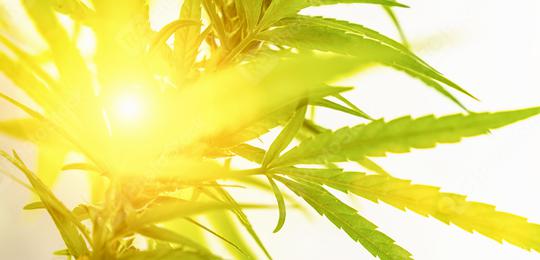 Concept of marijuana; cannabis; legalization; herbal alternative medicine; CBD oil. Cannabis plant grown commercially for hemp production; banner size  : Stock Photo or Stock Video Download rcfotostock photos, images and assets rcfotostock | RC Photo Stock.: