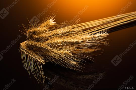 corn ears   : Stock Photo or Stock Video Download rcfotostock photos, images and assets rcfotostock | RC Photo Stock.: