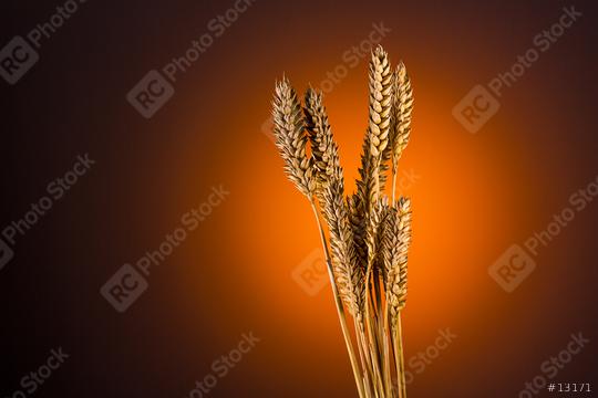 corn ears in summer  : Stock Photo or Stock Video Download rcfotostock photos, images and assets rcfotostock | RC-Photo-Stock.: