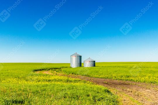 Corn Field twister silos in canada alberta at summer  : Stock Photo or Stock Video Download rcfotostock photos, images and assets rcfotostock | RC Photo Stock.: