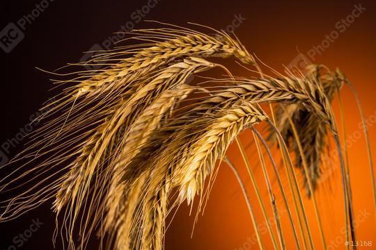 corn grain ears Close-up  : Stock Photo or Stock Video Download rcfotostock photos, images and assets rcfotostock | RC Photo Stock.:
