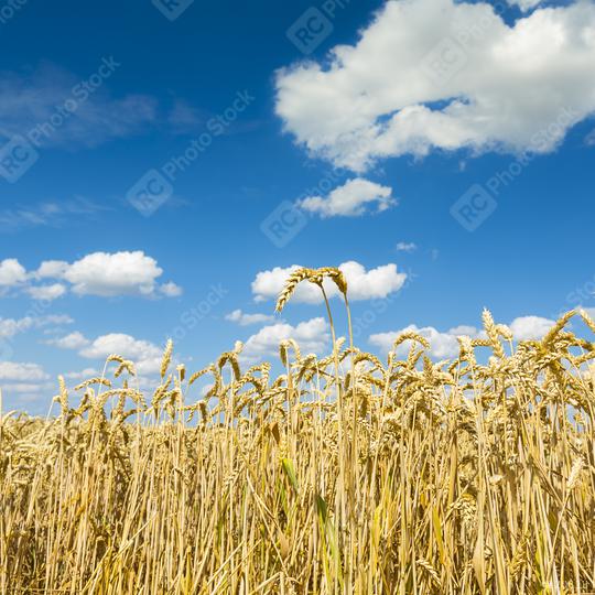 Cornfield agriculture harvest with blue cloudy sky in summer  : Stock Photo or Stock Video Download rcfotostock photos, images and assets rcfotostock | RC Photo Stock.: