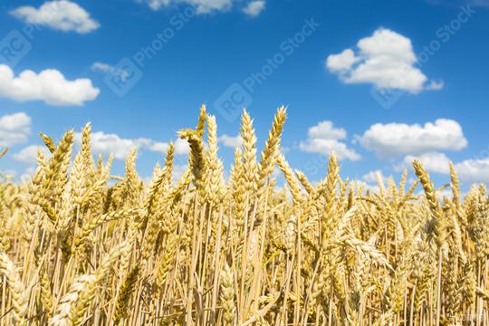 Cornfield agriculture with blue cloudy sky in summer  : Stock Photo or Stock Video Download rcfotostock photos, images and assets rcfotostock | RC Photo Stock.: