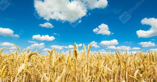 Cornfield agriculture with blue cloudy sky in summer  : Stock Photo or Stock Video Download rcfotostock photos, images and assets rcfotostock | RC Photo Stock.: