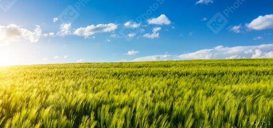 Cornfield at summer  : Stock Photo or Stock Video Download rcfotostock photos, images and assets rcfotostock | RC Photo Stock.: