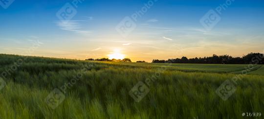cornfield before sunset at dusk   : Stock Photo or Stock Video Download rcfotostock photos, images and assets rcfotostock | RC Photo Stock.: