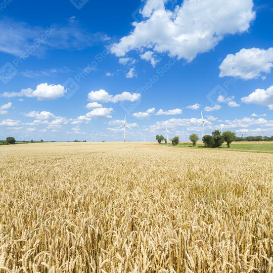 Cornfield in summer with blue cloudy sky and windpower park at t  : Stock Photo or Stock Video Download rcfotostock photos, images and assets rcfotostock | RC Photo Stock.:
