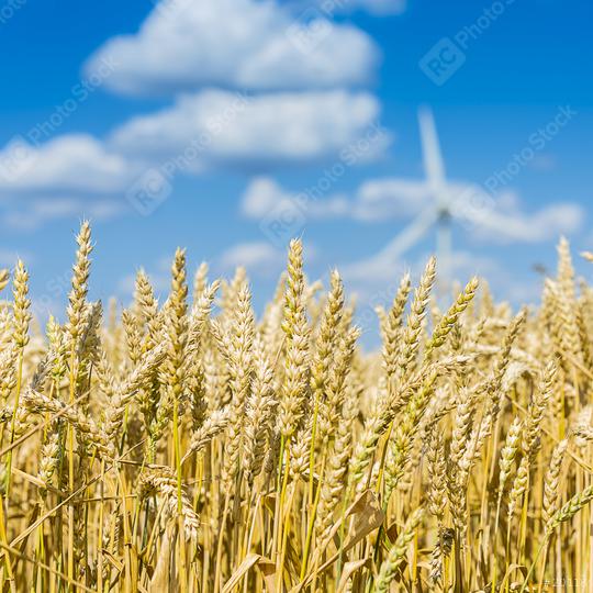 Cornfield in summer with cloudy bleu sky and wind power in the b  : Stock Photo or Stock Video Download rcfotostock photos, images and assets rcfotostock | RC Photo Stock.: