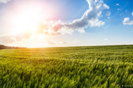 Cornfield in the Sunset - with Lense Flare Effect  : Stock Photo or Stock Video Download rcfotostock photos, images and assets rcfotostock | RC Photo Stock.: