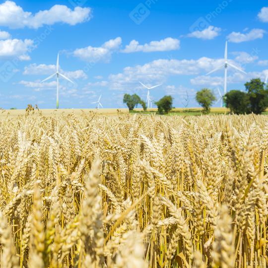 Cornfield with cloudy blue sky an trees and a Pinwheel park in t  : Stock Photo or Stock Video Download rcfotostock photos, images and assets rcfotostock | RC Photo Stock.: