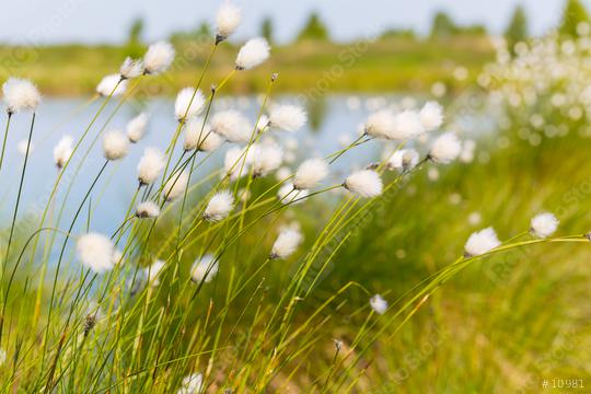 Cotton grass (Eriophorum) in the Hautes Fagnes   : Stock Photo or Stock Video Download rcfotostock photos, images and assets rcfotostock | RC Photo Stock.: