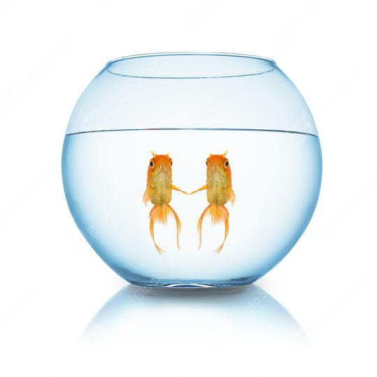 couple fishes in love in a fishbowl  : Stock Photo or Stock Video Download rcfotostock photos, images and assets rcfotostock | RC-Photo-Stock.: