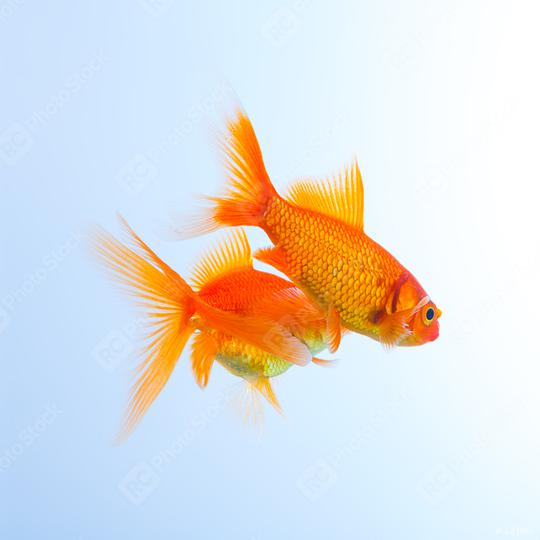 Couple of Carassius auratus   : Stock Photo or Stock Video Download rcfotostock photos, images and assets rcfotostock | RC Photo Stock.:
