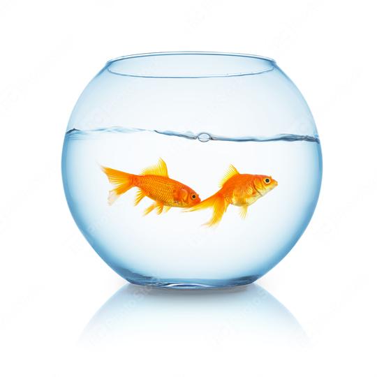 couple of goldfishes in a fishbowl  : Stock Photo or Stock Video Download rcfotostock photos, images and assets rcfotostock | RC Photo Stock.: