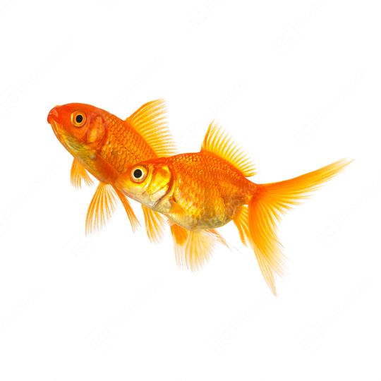 Couple of goldfishes in love  : Stock Photo or Stock Video Download rcfotostock photos, images and assets rcfotostock | RC Photo Stock.: