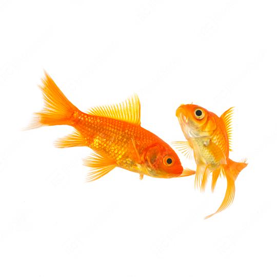 Couple of goldfishes swims  : Stock Photo or Stock Video Download rcfotostock photos, images and assets rcfotostock | RC Photo Stock.: