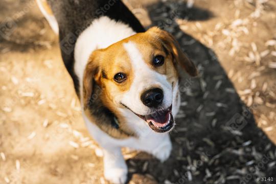 cute beagle dog  : Stock Photo or Stock Video Download rcfotostock photos, images and assets rcfotostock | RC Photo Stock.: