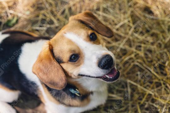 Cute beagle dog  : Stock Photo or Stock Video Download rcfotostock photos, images and assets rcfotostock | RC Photo Stock.: