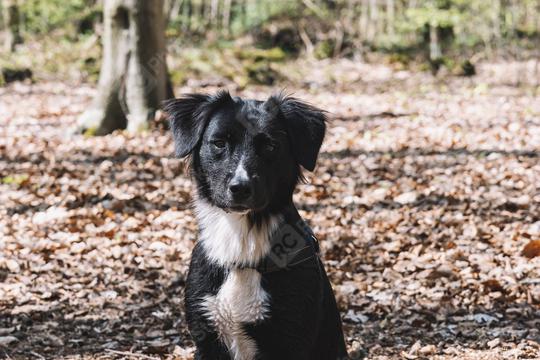 Cute black & white border collie in forest  : Stock Photo or Stock Video Download rcfotostock photos, images and assets rcfotostock | RC Photo Stock.: