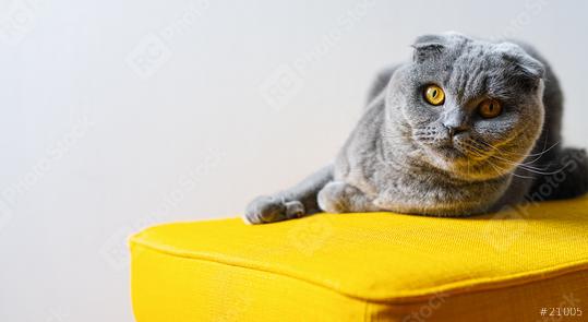 Cute Cat (scottish fold) relaxing on a yellow sofa, with copy space for individual text  : Stock Photo or Stock Video Download rcfotostock photos, images and assets rcfotostock | RC Photo Stock.: