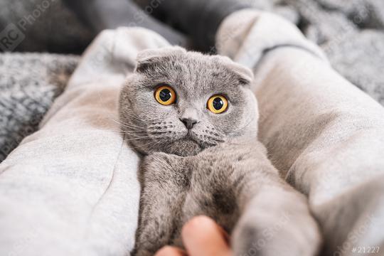 Cute scottish fold cat lying in its owner  : Stock Photo or Stock Video Download rcfotostock photos, images and assets rcfotostock | RC Photo Stock.: