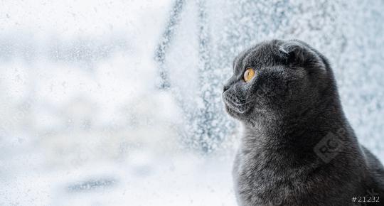 Cute scottish fold cat siting on window sill and looks in snow-covered window, banner size, with copy space for individual text  : Stock Photo or Stock Video Download rcfotostock photos, images and assets rcfotostock | RC Photo Stock.: