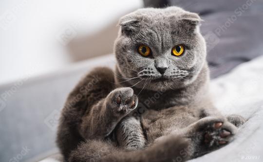 Cutescottish fold cat lying on a sofa and looks interested  : Stock Photo or Stock Video Download rcfotostock photos, images and assets rcfotostock | RC Photo Stock.: