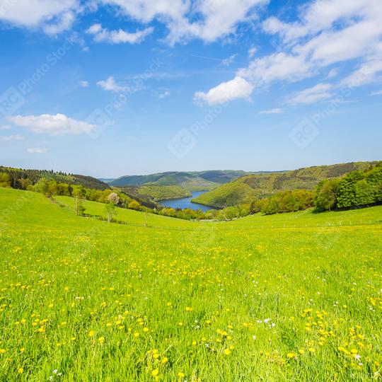 dandelion meadow in the eifel landscape at sping, germany  : Stock Photo or Stock Video Download rcfotostock photos, images and assets rcfotostock | RC-Photo-Stock.: