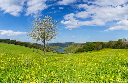 dandelion meadow in the eifel landscape with Lake Rursee at sping,  germany  : Stock Photo or Stock Video Download rcfotostock photos, images and assets rcfotostock | RC Photo Stock.: