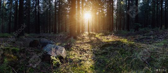 deep forest panroama  : Stock Photo or Stock Video Download rcfotostock photos, images and assets rcfotostock | RC Photo Stock.: