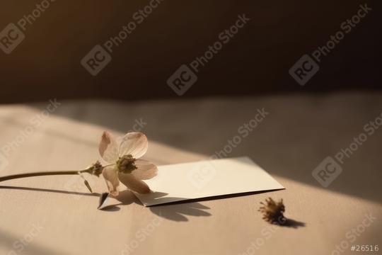 Delicate flower resting on a white card with a shadowed backdrop  : Stock Photo or Stock Video Download rcfotostock photos, images and assets rcfotostock | RC Photo Stock.: