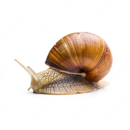depressive snail  : Stock Photo or Stock Video Download rcfotostock photos, images and assets rcfotostock | RC Photo Stock.: