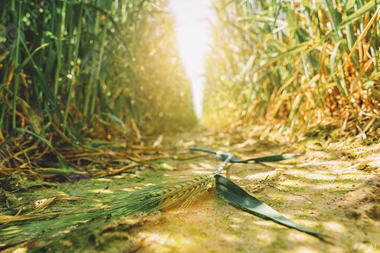 Destroyed harvest due to drought  : Stock Photo or Stock Video Download rcfotostock photos, images and assets rcfotostock | RC Photo Stock.: