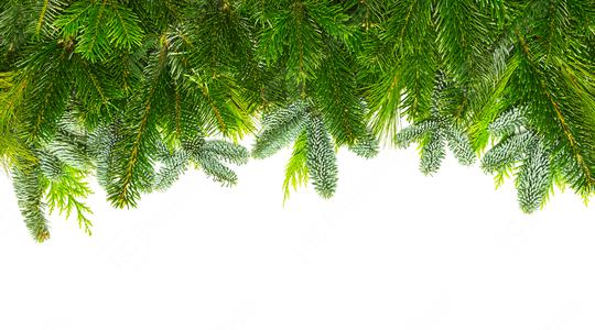 different fir branches mix  : Stock Photo or Stock Video Download rcfotostock photos, images and assets rcfotostock | RC Photo Stock.: