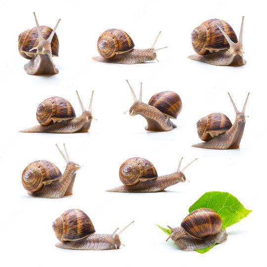 different snails set  : Stock Photo or Stock Video Download rcfotostock photos, images and assets rcfotostock | RC Photo Stock.: